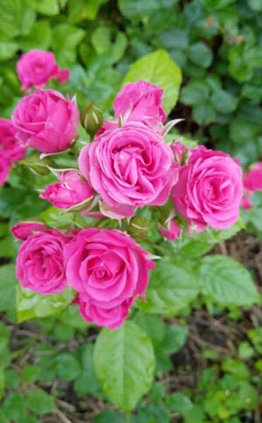 دانلود عکس گل محمدی برای پروفایل