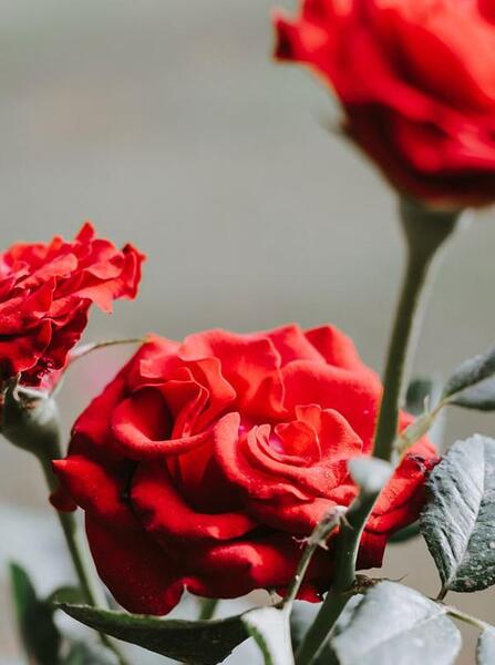 دانلود عکس گل محمدی برای پروفایل