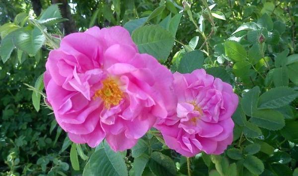 دانلود عکس گل محمدی برای پروفایل