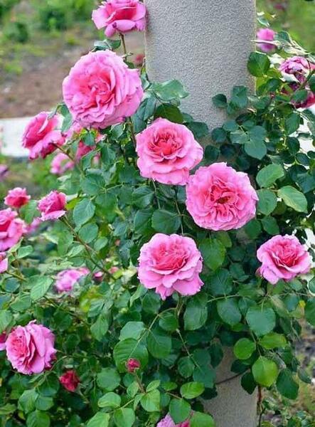 دانلود عکس گل محمدی برای پروفایل
