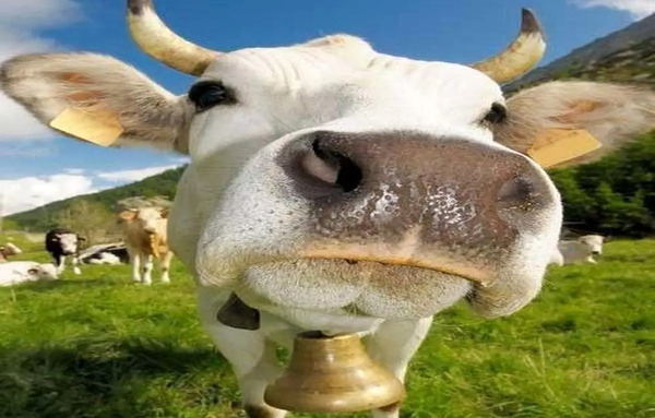 عکس خرو گاو کنار هم