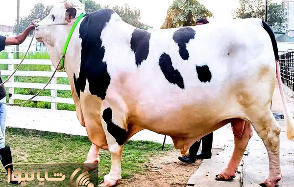 عکس گاو در جنگل