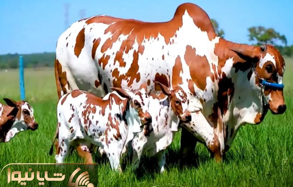عکس گاو در جنگل