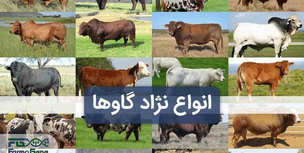 عکس گاو بزرگترین دنیا