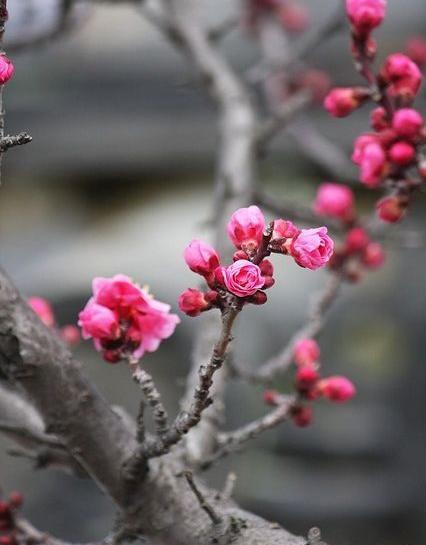 عکس گل بهار برای پروفایل