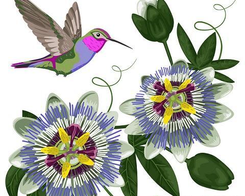 عکس گل ساعتی خشک شده