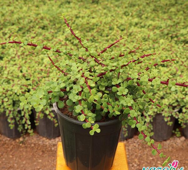 عکس گل ناز خرفه ای