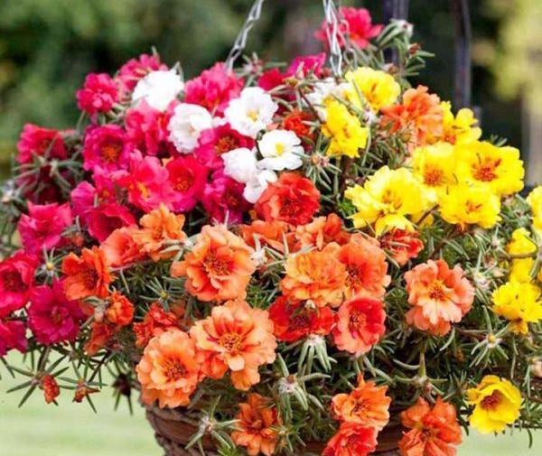 عکس گل ناز خرفه ای