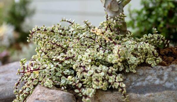 عکس گل ناز خرفه ای
