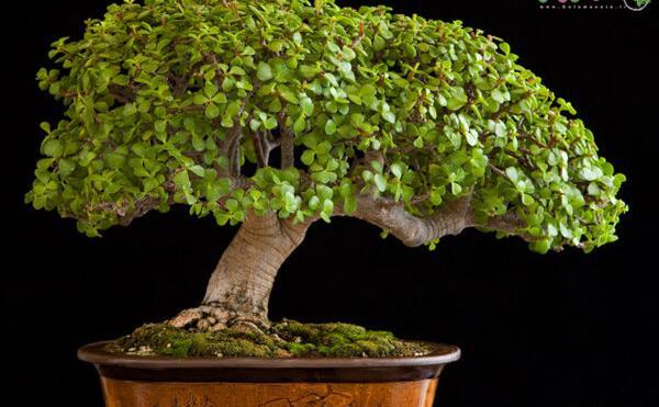 عکس گل ناز خرفه ای