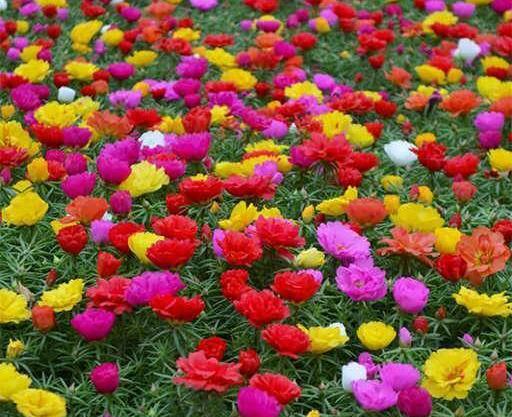 عکس گل ناز خرفه ای