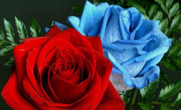 عکس گل ابی برای پروفایل