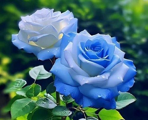 عکس گل ابی برای پروفایل
