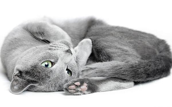 عکس گربه ی راشن بلو