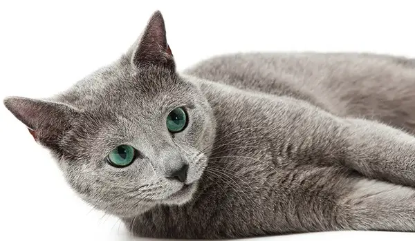 عکس گربه ی راشن بلو