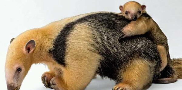 عکس مورچه خوار عکس مورچه خوار