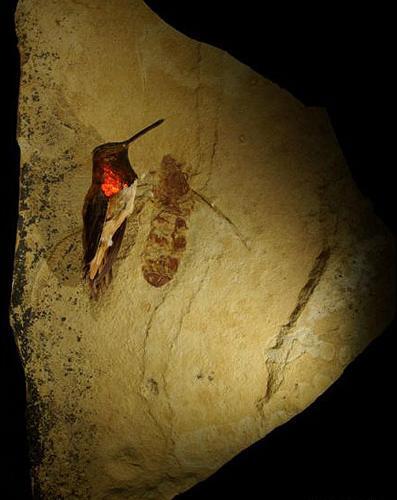 عکس مورچه خوار غول پیکر