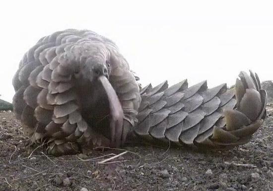 عکس پرنده مورچه خوار