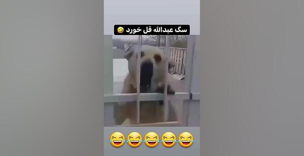 عکس سگ السا عبداللهی