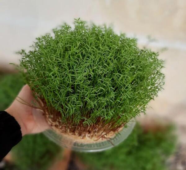 عکس انواع سبزه ها