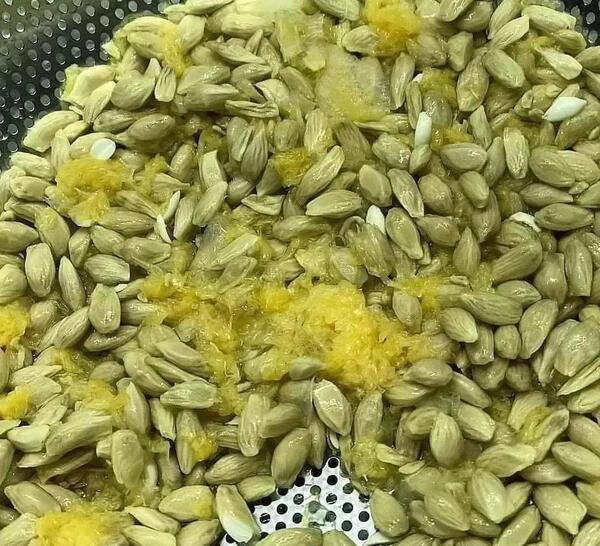 عکس سبزه نارنجی