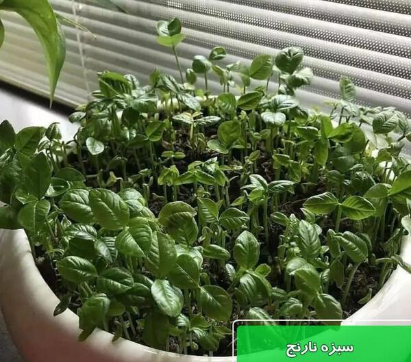 عکس سبزه نارنجی