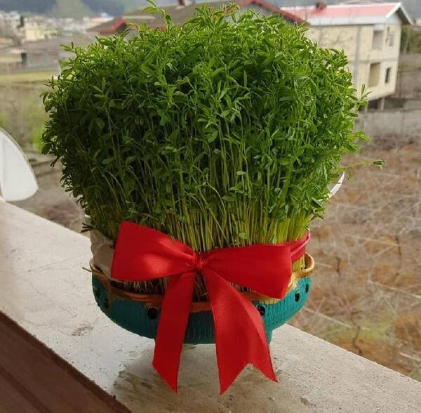 عکس سبزه عید با لوبیا