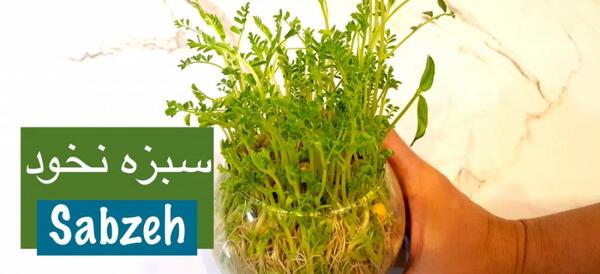 عکس سبزه عید با لوبیا