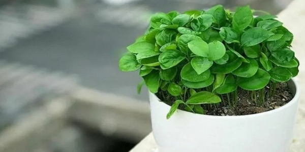 عکس سبزه عید با لوبیا