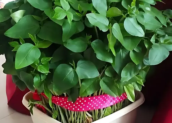 عکس سبزه عید با لوبیا