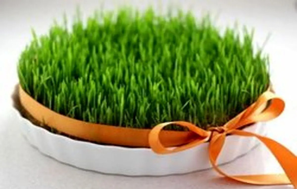 عکس سبزه عید با لوبیا