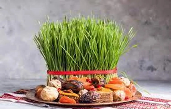 عکس مراحل سبزه گندم