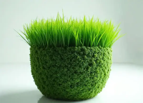 عکس مراحل سبزه گندم