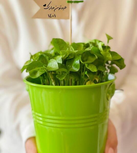 عکس فیک سبزه عید