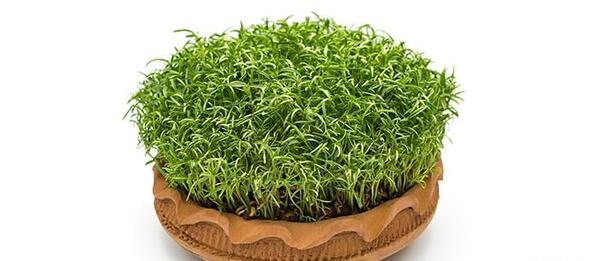 عکس فیک سبزه عید