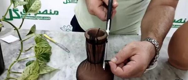 عکس سبزه بذر شاهی