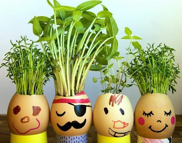 عکس سبزه بذر شاهی