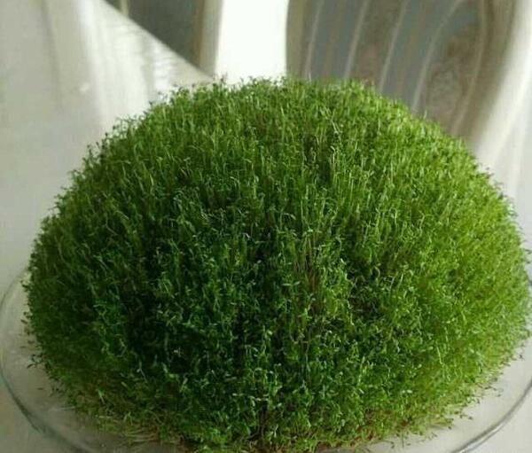 عکس سبزه بذر شاهی