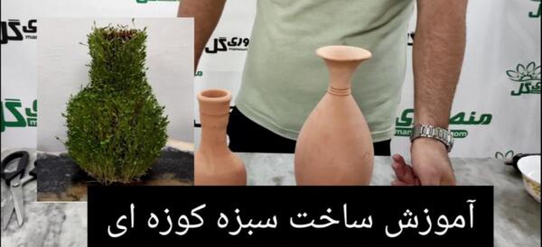 عکس سبزه بذر شاهی