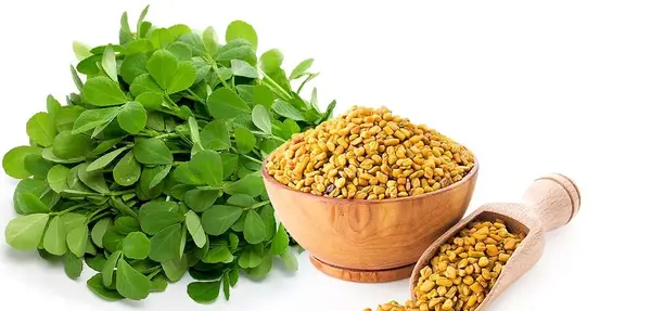 عکس سبزه شنبلیله برای عید