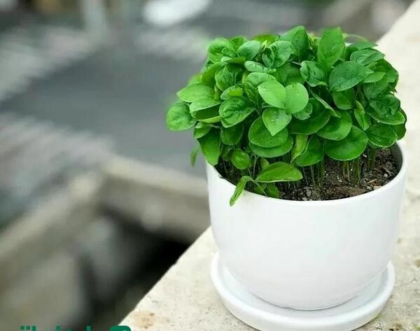 عکس سبزه شنبلیله برای عید