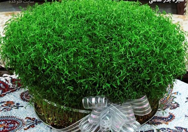 عکس یک سبزه زیبا