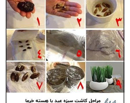 عکس سبزه با هسته خرما