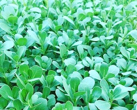 عکس سبزه ی خرفه