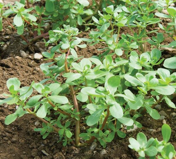 عکس سبزه ی خرفه