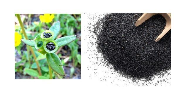 عکس سبزه ی خرفه