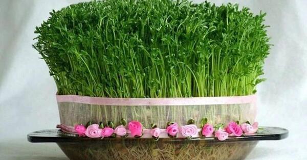 عکس سبزه ی خرفه