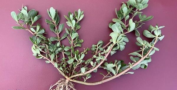 عکس سبزه ی خرفه