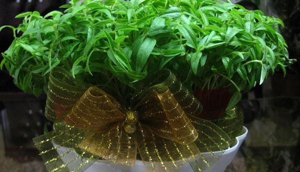 عکس سبزه ی خرفه