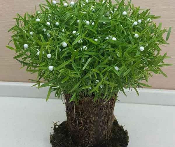 عکس سبزه ی خرفه